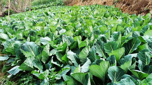 A healthy field of cabbage and leafy crops