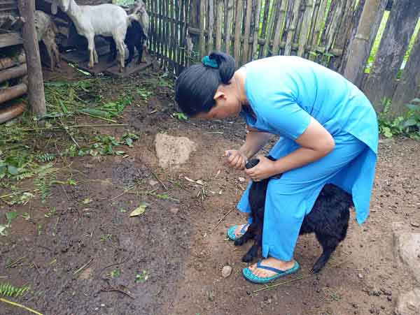 A woman tending a goat beside a small livestock shelter