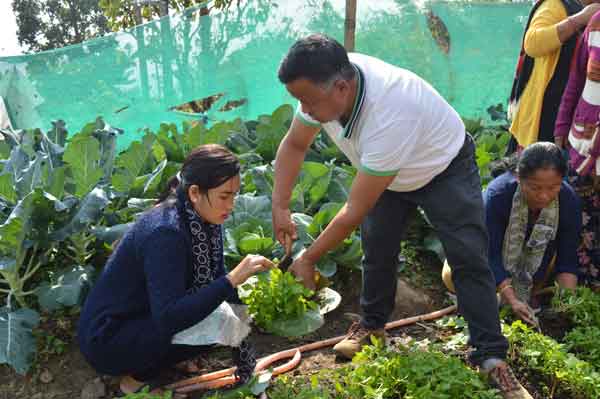 Families planting and harvesting vegetables in a kitchen garden