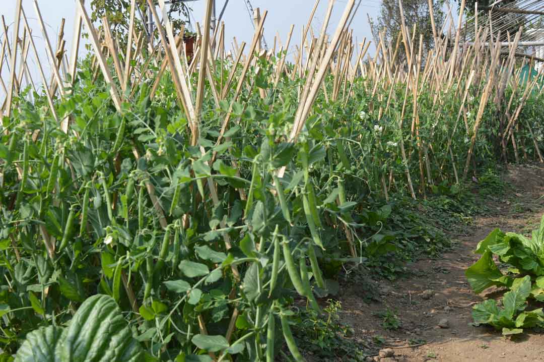 Rows of staked bean plants growing in a hillside garden