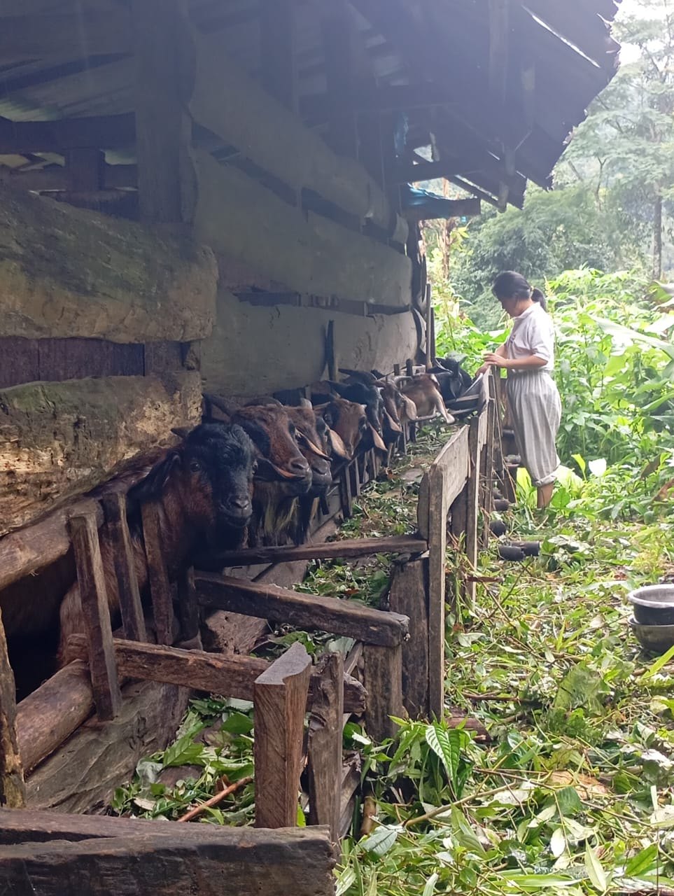 A woman feeding goats at a small livestock shelter on a farm